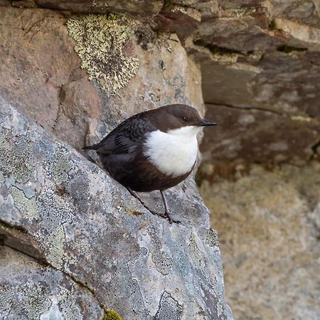 14 - Fulufjellets Nasjonalparker - Natur-, Dyre- Og Fugleopplevelser Трюсіль Екстер'єр фото