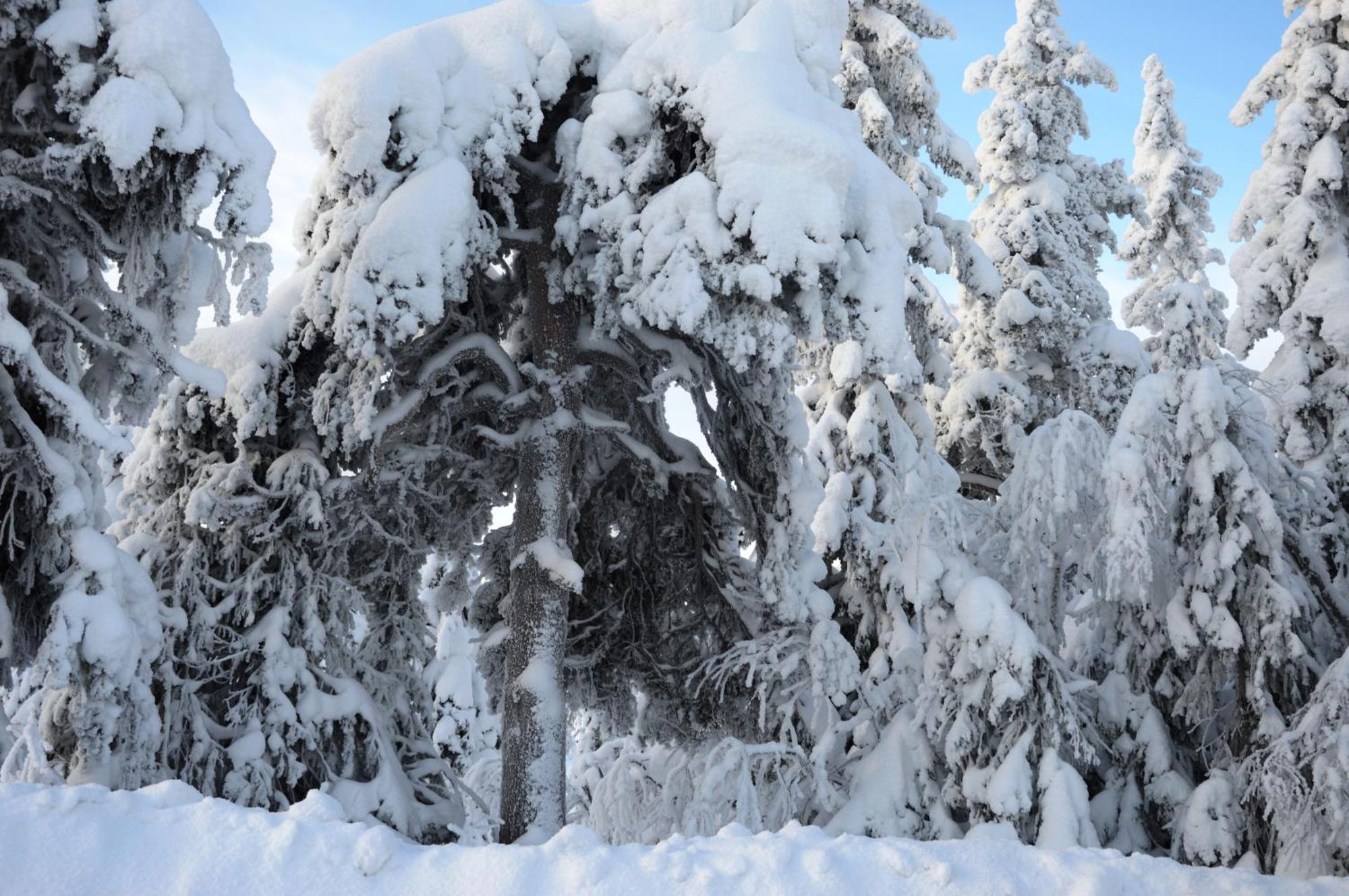 14 - Fulufjellets Nasjonalparker - Natur-, Dyre- Og Fugleopplevelser Трюсіль Екстер'єр фото