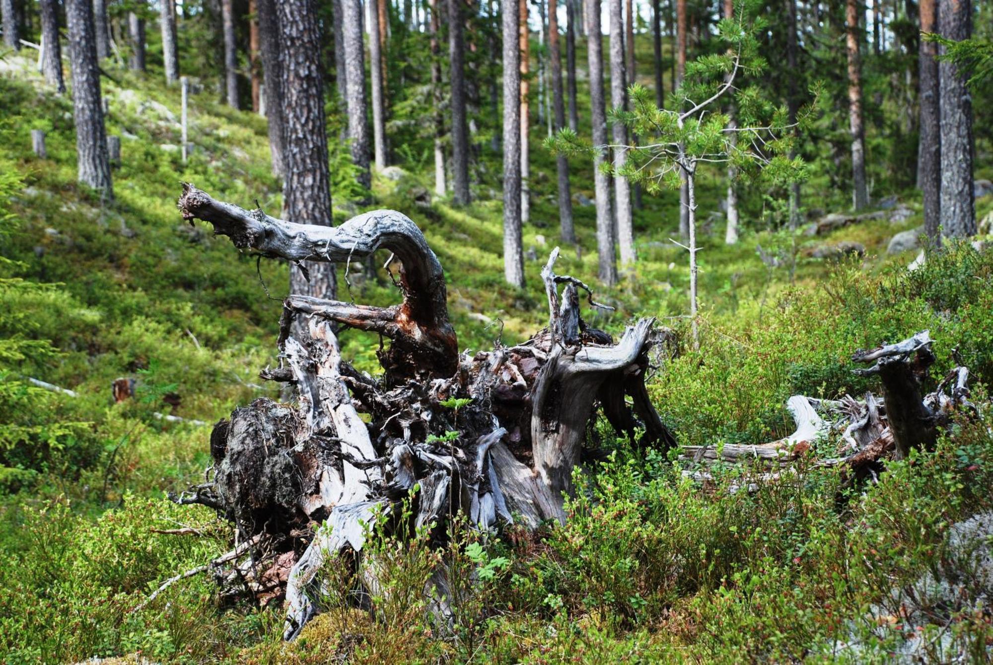 14 - Fulufjellets Nasjonalparker - Natur-, Dyre- Og Fugleopplevelser Трюсіль Екстер'єр фото