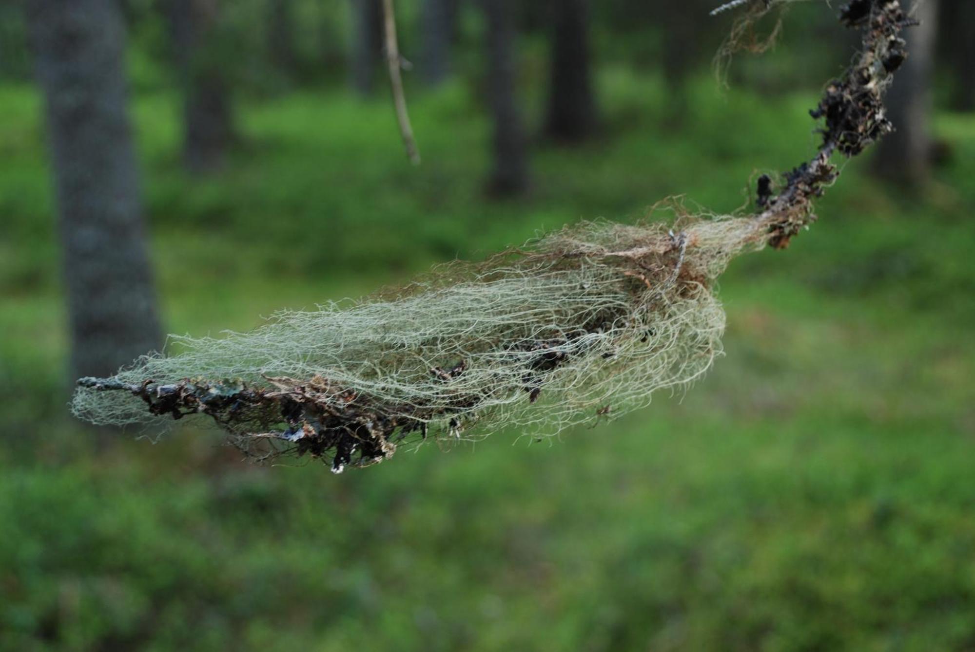 14 - Fulufjellets Nasjonalparker - Natur-, Dyre- Og Fugleopplevelser Трюсіль Екстер'єр фото