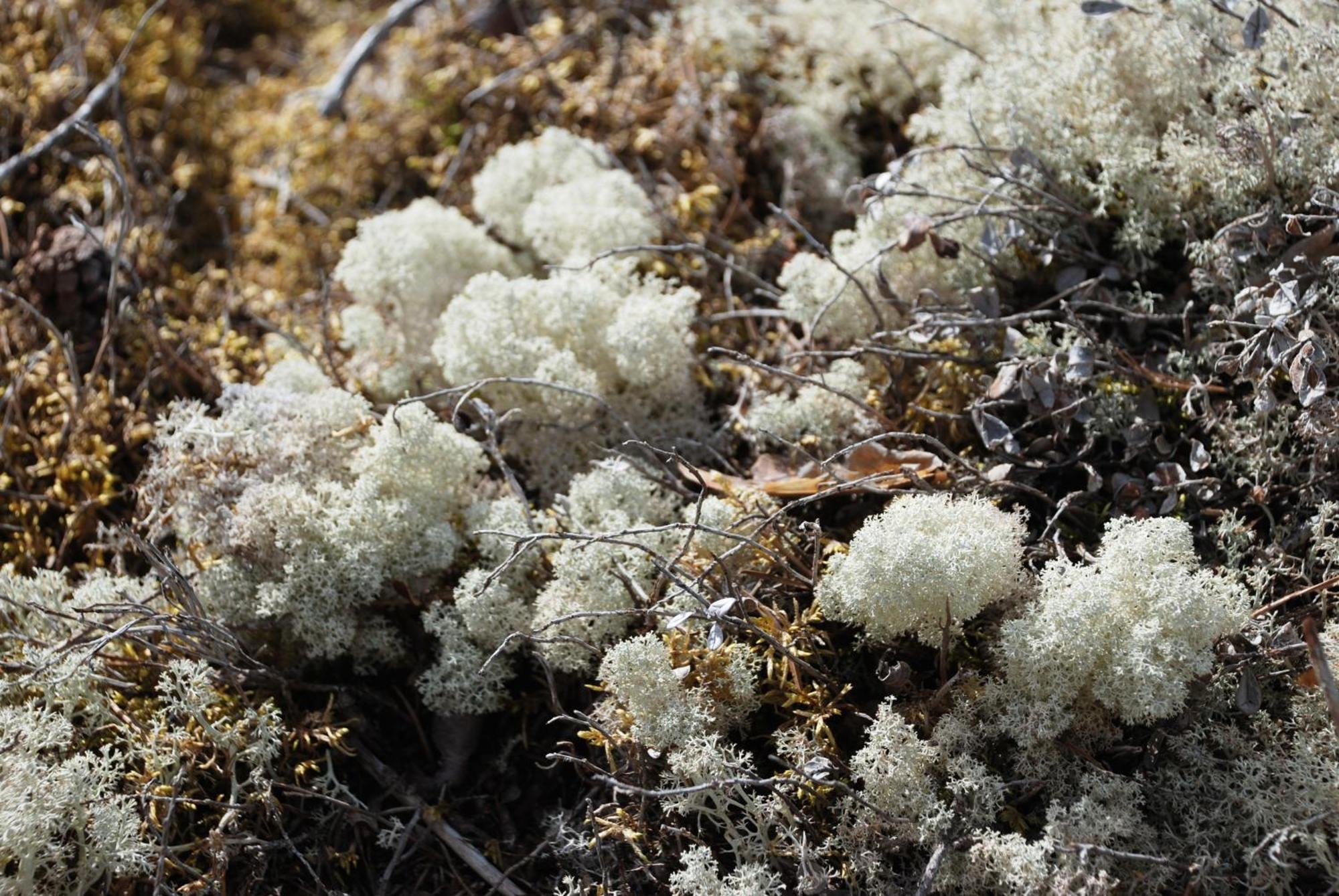 14 - Fulufjellets Nasjonalparker - Natur-, Dyre- Og Fugleopplevelser Трюсіль Екстер'єр фото