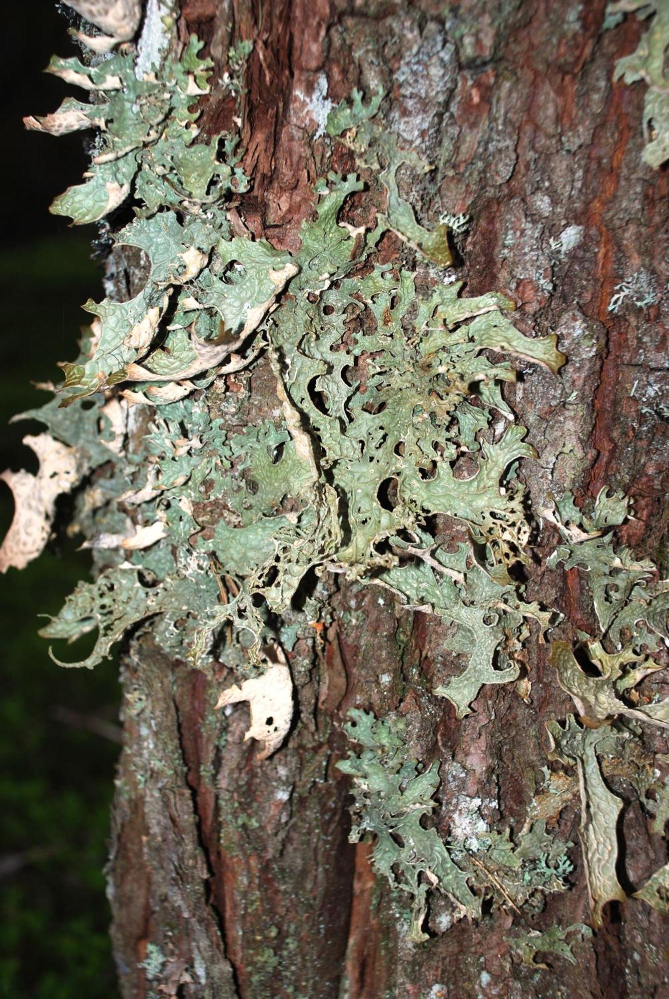 14 - Fulufjellets Nasjonalparker - Natur-, Dyre- Og Fugleopplevelser Трюсіль Екстер'єр фото