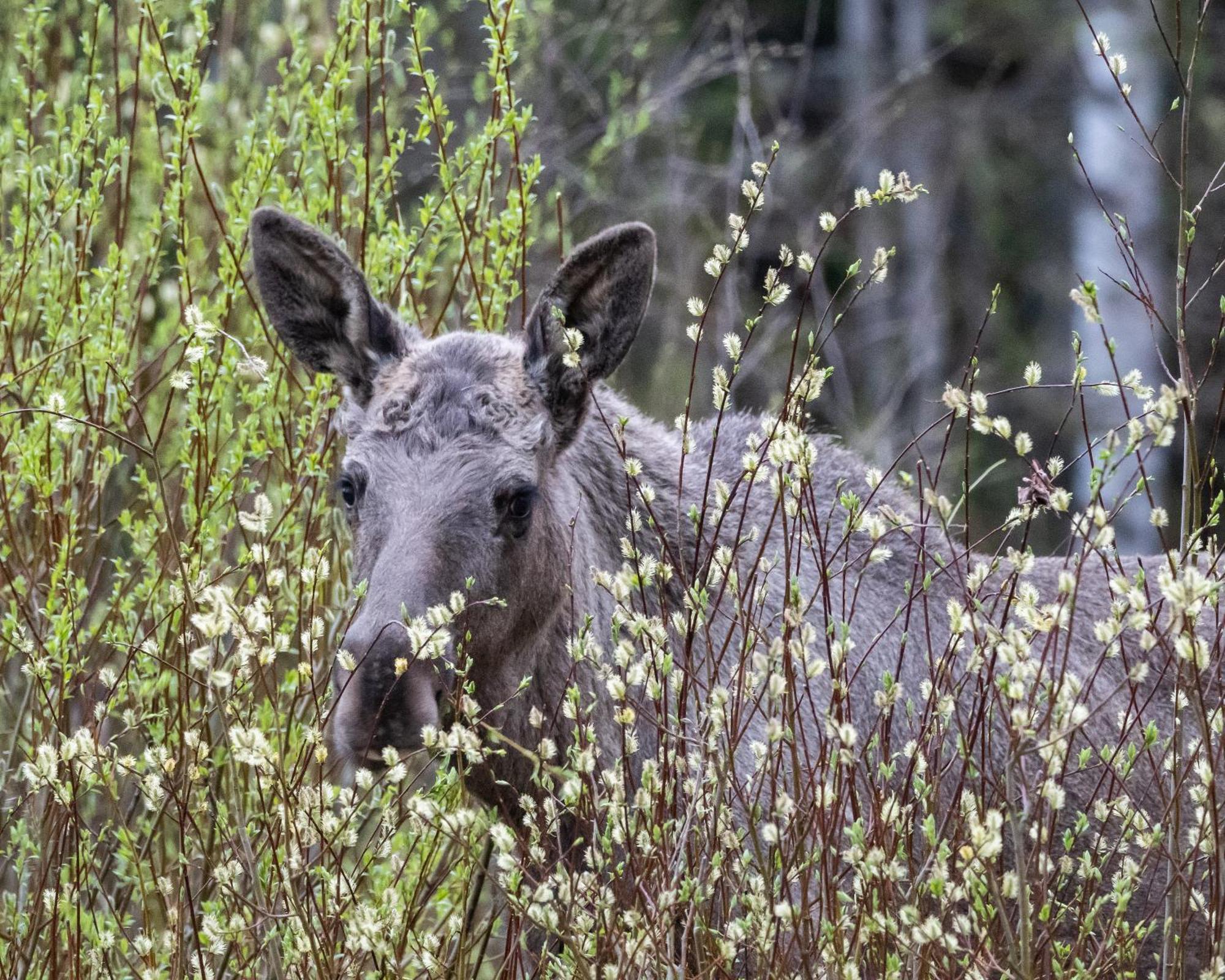 14 - Fulufjellets Nasjonalparker - Natur-, Dyre- Og Fugleopplevelser Трюсіль Екстер'єр фото