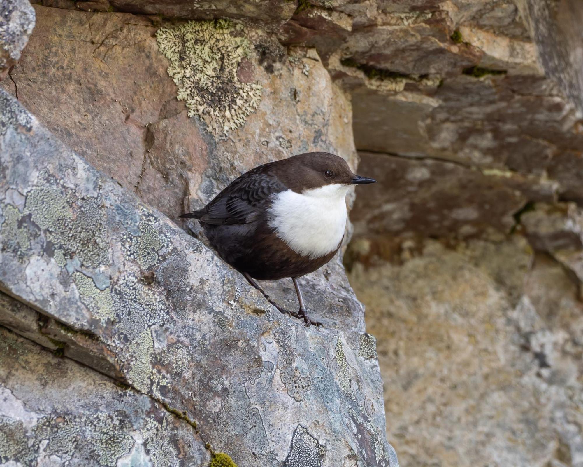 14 - Fulufjellets Nasjonalparker - Natur-, Dyre- Og Fugleopplevelser Трюсіль Екстер'єр фото