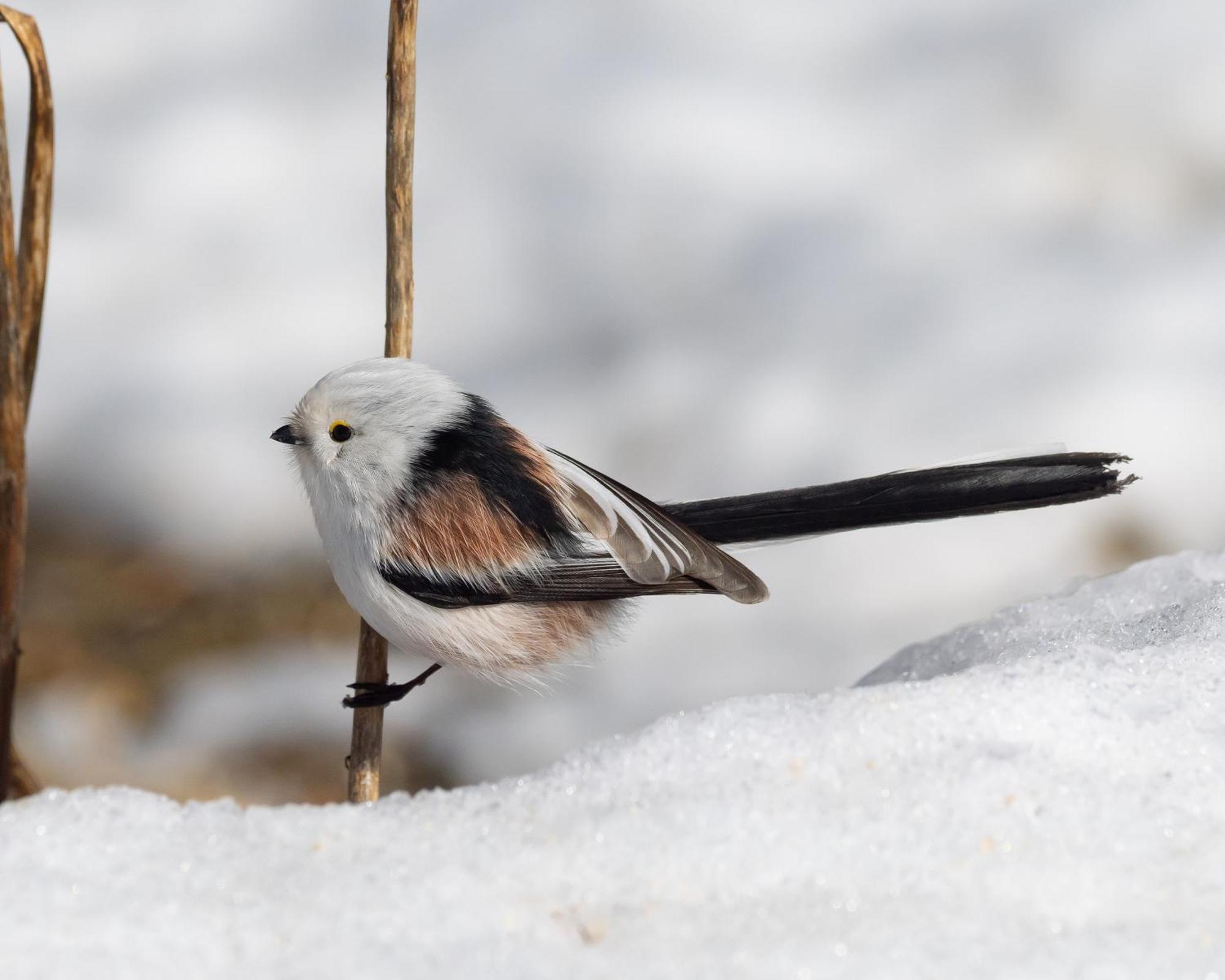 14 - Fulufjellets Nasjonalparker - Natur-, Dyre- Og Fugleopplevelser Трюсіль Екстер'єр фото