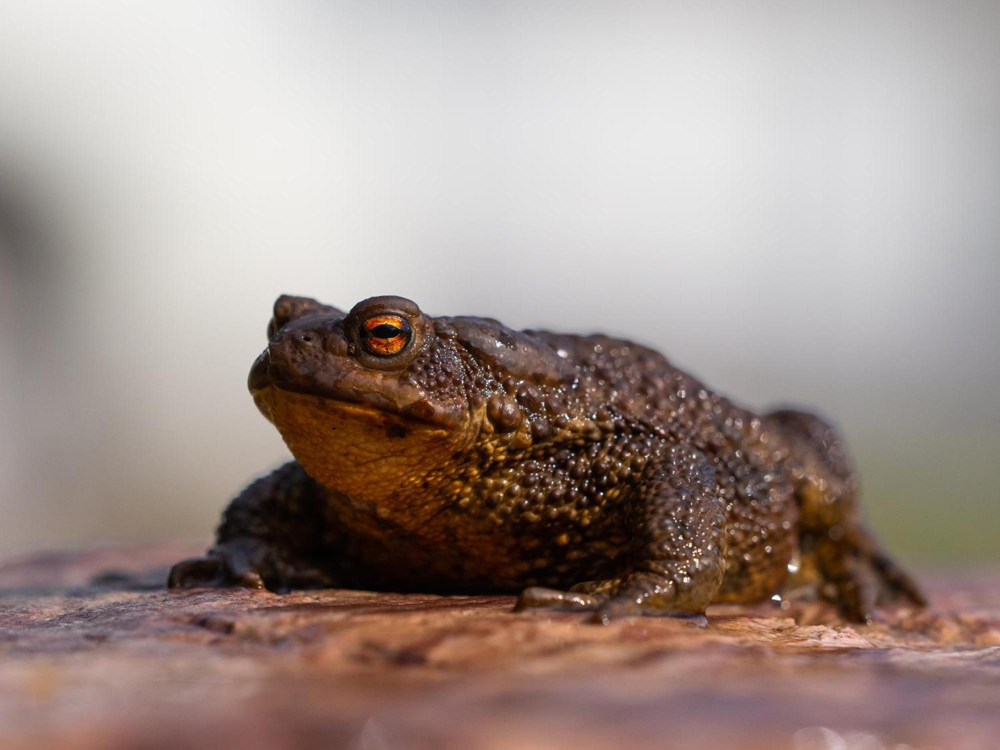 14 - Fulufjellets Nasjonalparker - Natur-, Dyre- Og Fugleopplevelser Трюсіль Екстер'єр фото