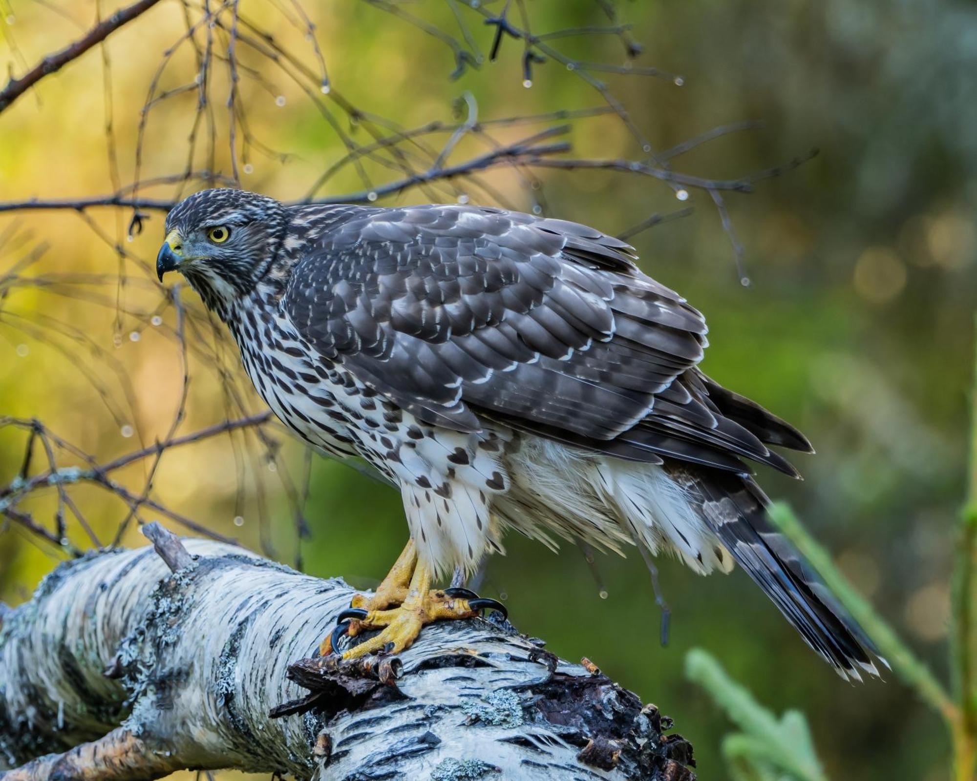 14 - Fulufjellets Nasjonalparker - Natur-, Dyre- Og Fugleopplevelser Трюсіль Екстер'єр фото