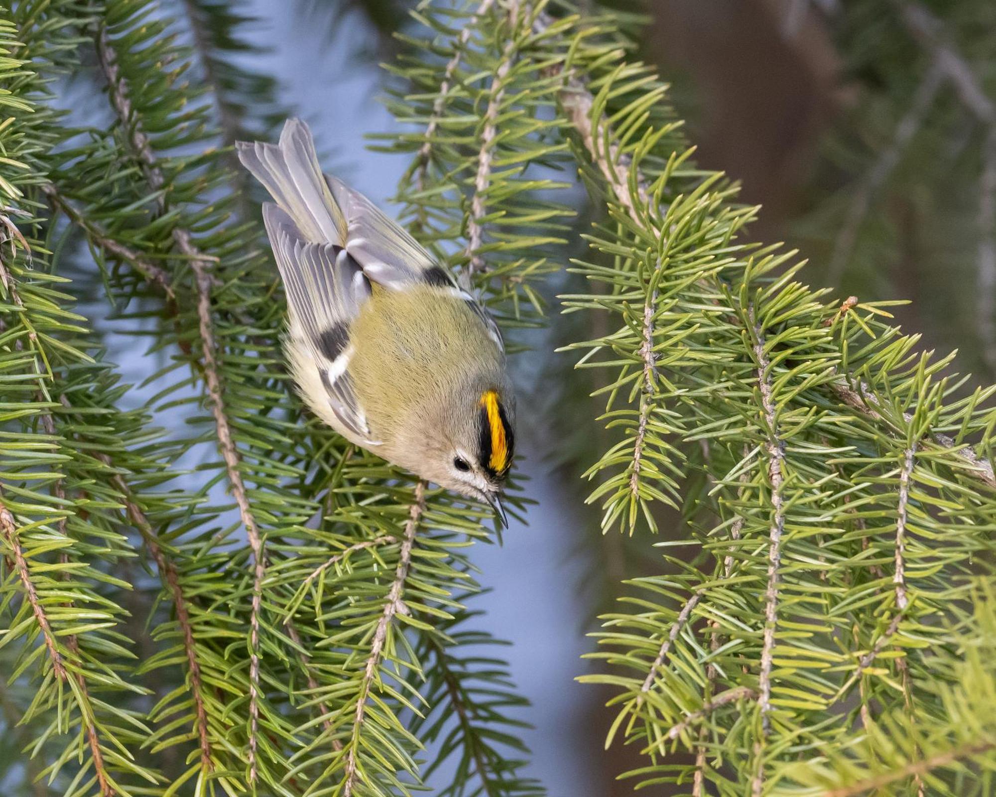 14 - Fulufjellets Nasjonalparker - Natur-, Dyre- Og Fugleopplevelser Трюсіль Екстер'єр фото