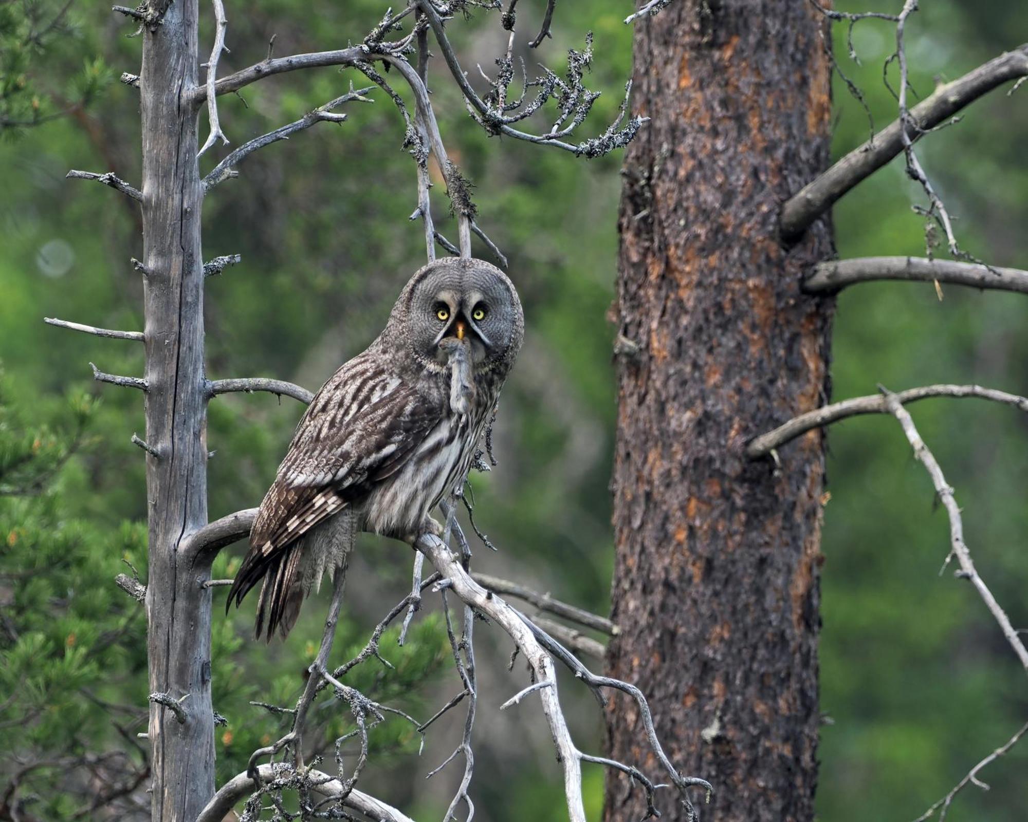 14 - Fulufjellets Nasjonalparker - Natur-, Dyre- Og Fugleopplevelser Трюсіль Екстер'єр фото