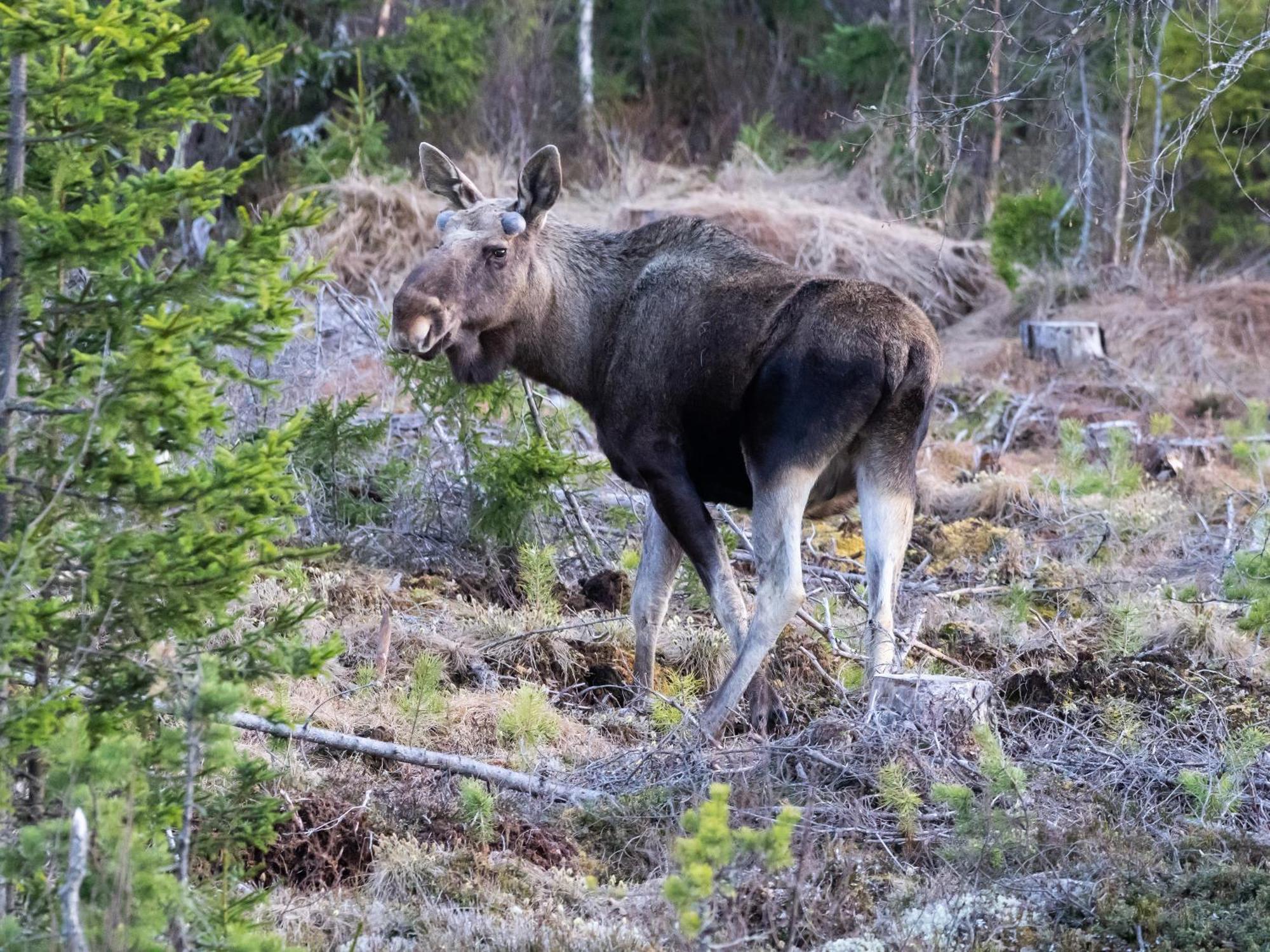 14 - Fulufjellets Nasjonalparker - Natur-, Dyre- Og Fugleopplevelser Трюсіль Екстер'єр фото